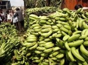 Бананы необходимо есть каждый день