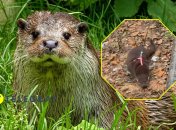 Выдра замечена на улицах Киева