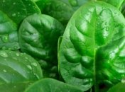 В зеленых листовых овощах обнаружили очень полезный фермент