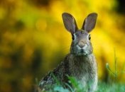 Коронавірус: Україна заборонила ввезення тварин із Китаю