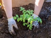 Пересадка томатів у ґрунт — відповідальна справа