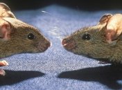 Нейробиологи нашли в "речи" мышей синтаксис (Видео)