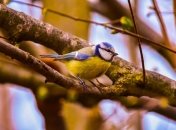 Зиновьев, или Синичкин день отмечается в 2023 году 30 октября (ранее 12 ноября)