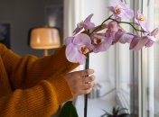 Треба вміти пересаджувати орхідею