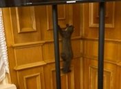 "Під час "операції" ніхто не постраждав”: у Раді впіймали дику куницю