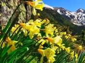 Нарциссы помогут при болезнях мозга