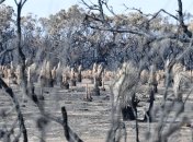 Власти Австралии выделят $1,4 млрд на восстановление после пожаров 