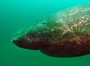 Гренландская 512-летняя акула является старейшим позвоночным на планете
