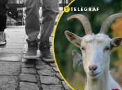 Мужчины выгуливали коз