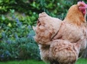 Крупнейший украинский производитель курятины возобновил экспорт в ЕС