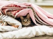 Никаких буржуек и горелок: как согреться зимой в холодной квартире