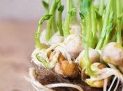 Неправильное удобрение может снизить всхожесть чеснока