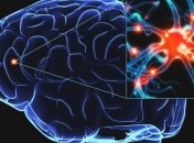 Определен механизм создания образов в мозге