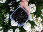 Поради, як виростити смачну смородину