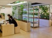 Огород в офисе: что можно выращивать?