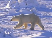 Из-за морозов в США погибают животные в зоопарках