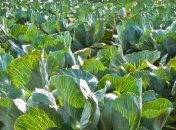 Капуста укрепляет сосуды