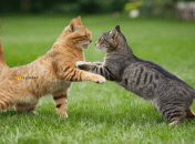 В отношениях проявится кризис