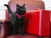 Британское министерство финансов завело собственного кота-мышелова 