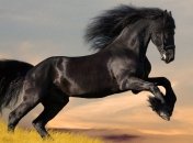 Правительство США намерено уничтожить мустангов