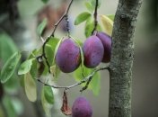 Просто полива недостаточно