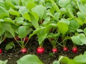 Смачна соковита редиска - один із синонімів слова "весна"