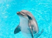 Дельфины чудесно себя чувствуют в Черном море