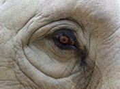 Слон по кличке Терпение убил смотрителя зоопарка