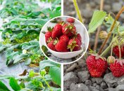 Есть простой способ сделать урожай клубники слаще