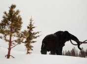 Ученые из Чикаго исследовали геномы мамонтов