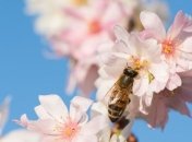 В Бразилии судья остановил матч из-за нашествия пчел (Видео)