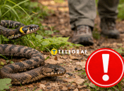 Как уберечься от змей