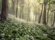 Красота природы: объявлены победители конкурса "Пейзажный фотограф года 2020" (Фото) 