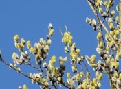 Приметы и обряды на 21 марта – Вербоносица