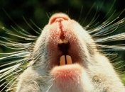 Зуб лабораторной мыши позволит по-новому взглянуть на процесс регенерации тканей