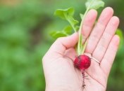 Быстрорастущие растения для весеннего огорода (Фото)