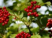 Лечитесь едой! Одна из самых полезных ягод для печени
