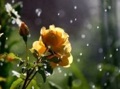 Прогноз погоды в Украине на 22 сентября: ожидаются дожди