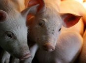 Свинина в Украине наращивает вес