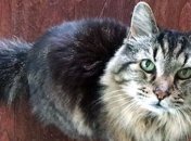Самому старому коту в мире 26 лет