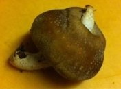 Чернобылю и не снилось: "Фукусима-1" напомнила о себе (Фото)