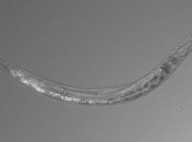 В Озере Моно обнаружены странные черви с тремя полами (Фото)