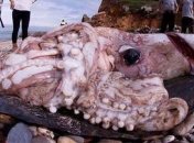 Десятиметрового монстра нашли на пляже (Видео) 