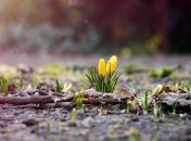 Земельный банк запустят после принятия закона о рынке земли  