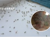 Зелені комарі атакували Таганрог