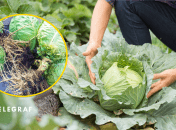 Зберігання капусти взимку