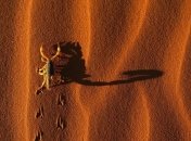 Найдено самое древнее животное на Земле