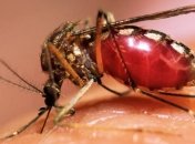 В Европе зафиксировали "Лихорадку Западного Нила"