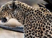 В элитную школу Индии ворвался леопард, шесть человек - ранены