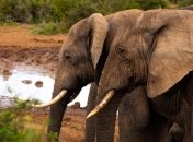 Невероятная и нетипичная Африка: что посмотреть в ЮАР